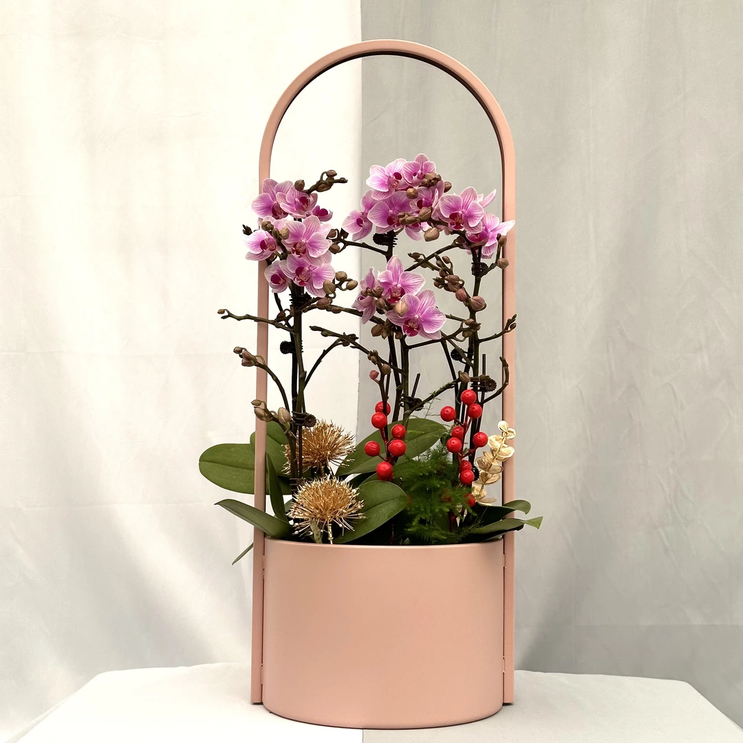 蝴蝶兰《龙年限定-提篮AF3》提篮款 艺术组盆 花色娇艳 室内花型