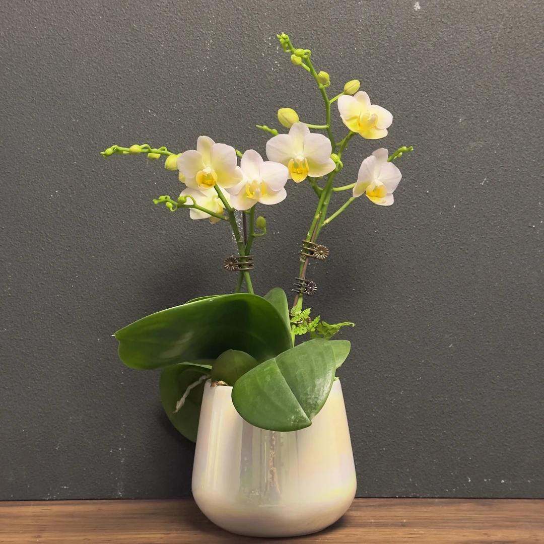 蝴蝶兰《勃艮第》新手可养好养 欧洲品种 绿色美观花色淡雅室内花型
