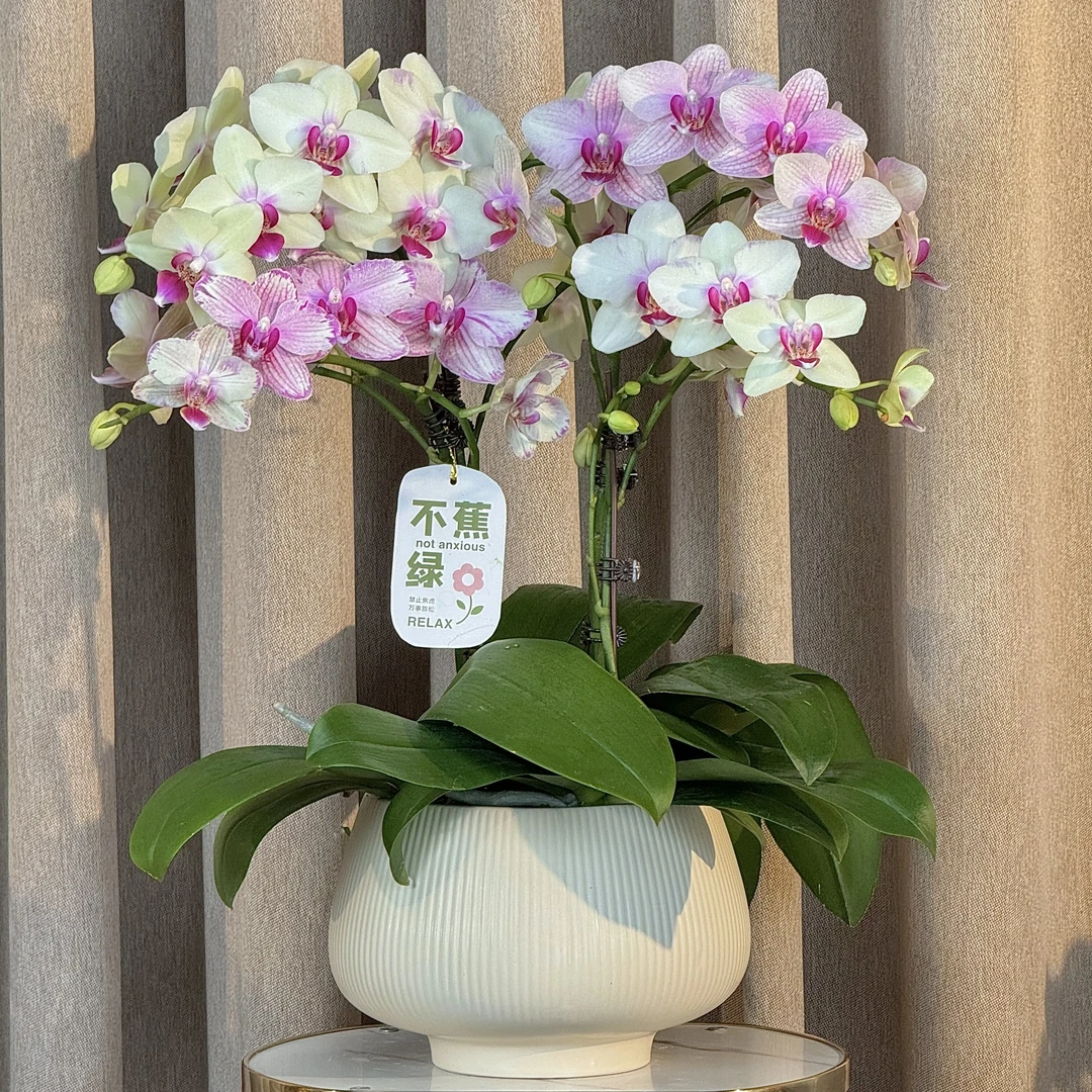 蝴蝶兰《普罗旺斯》双拼艺术组盆 欧洲品种 绿色美观花色 室内花型
