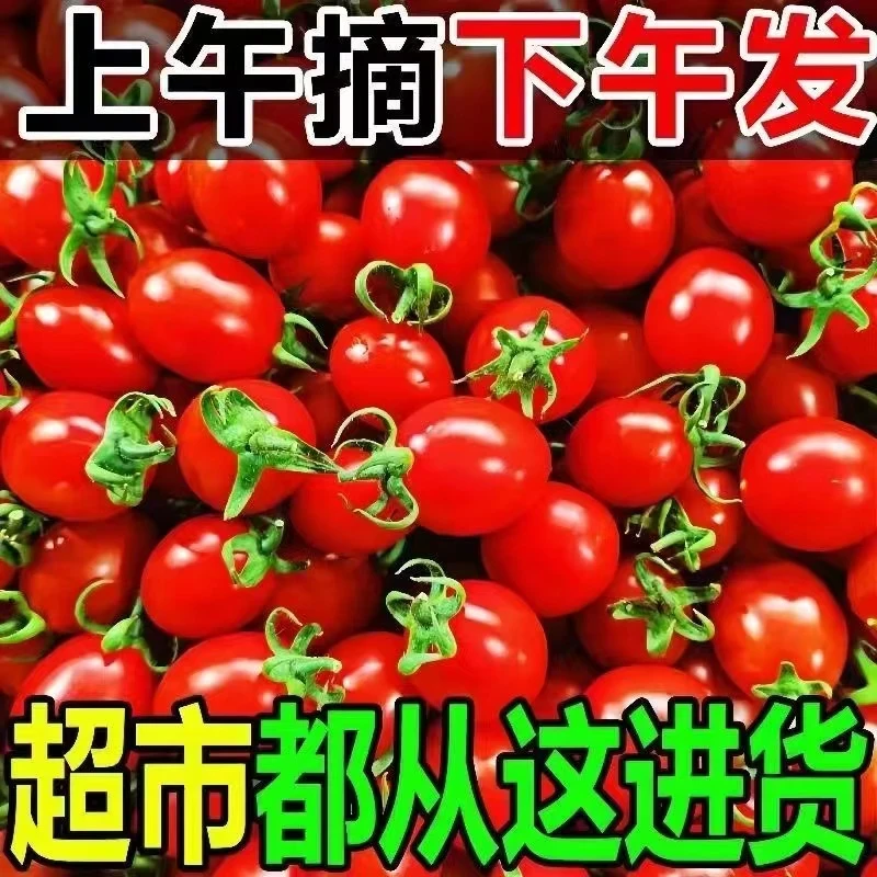 广西圣女果新鲜小番茄5斤装现摘现发酸甜爆汁产地直发整箱包邮