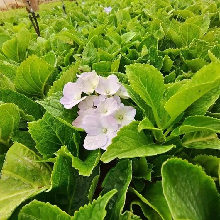 绣球花小苗云南斗南基地直销盆栽地栽耐寒北方室外四季多色发货