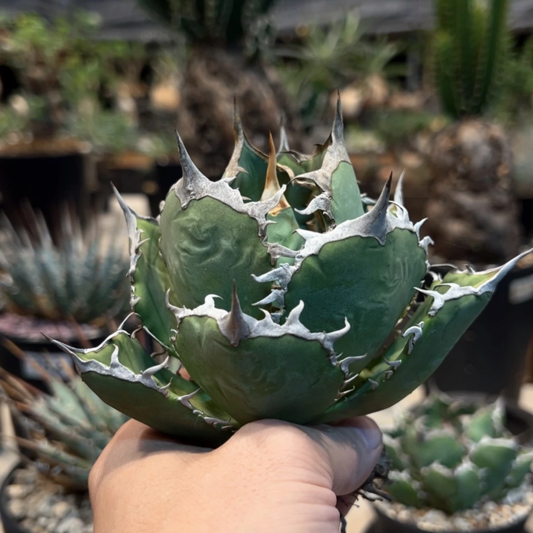 【闪购商品】泡***高345号橙色火焰龙舌兰