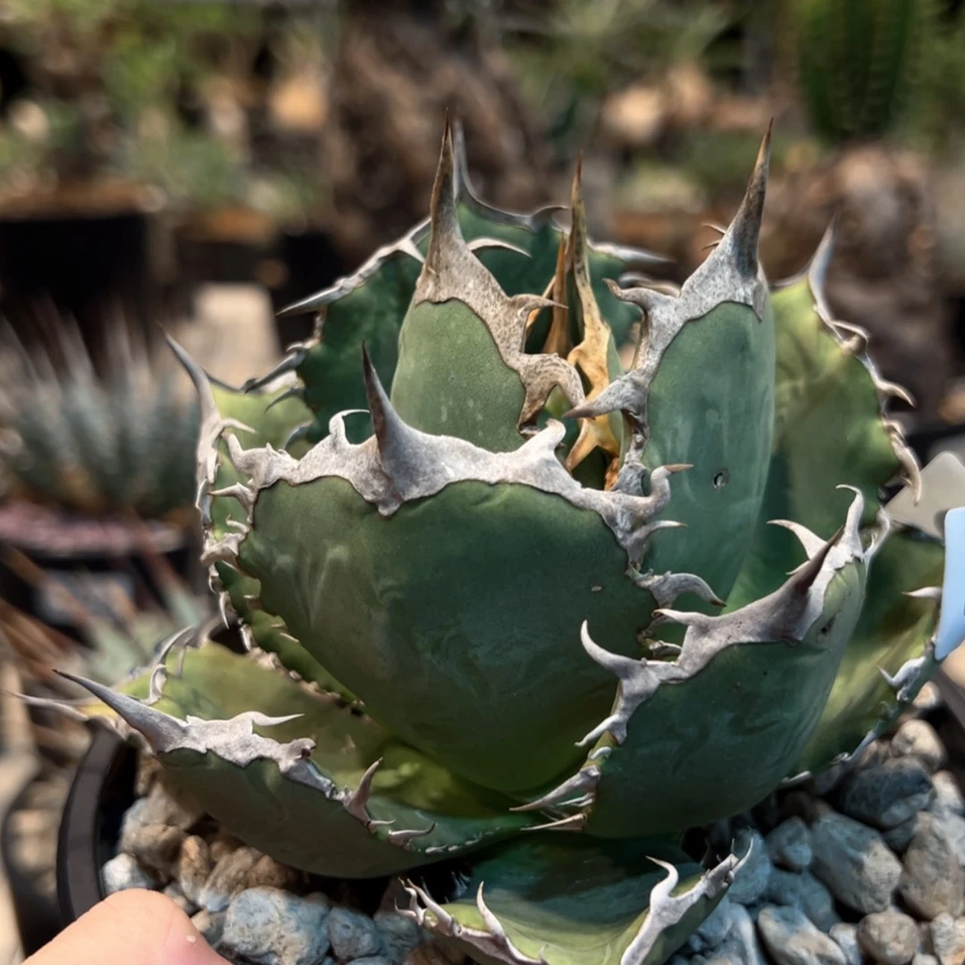 【闪购商品】阿*。346号橙色火焰龙舌兰植物