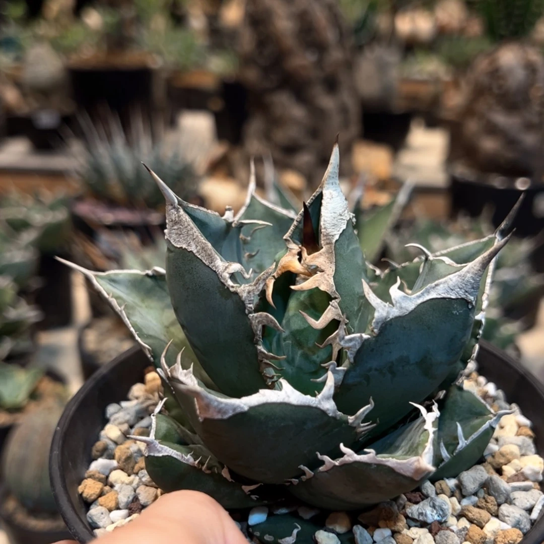 【闪购商品】?****?352号立可白龙舌兰植物脱土发货