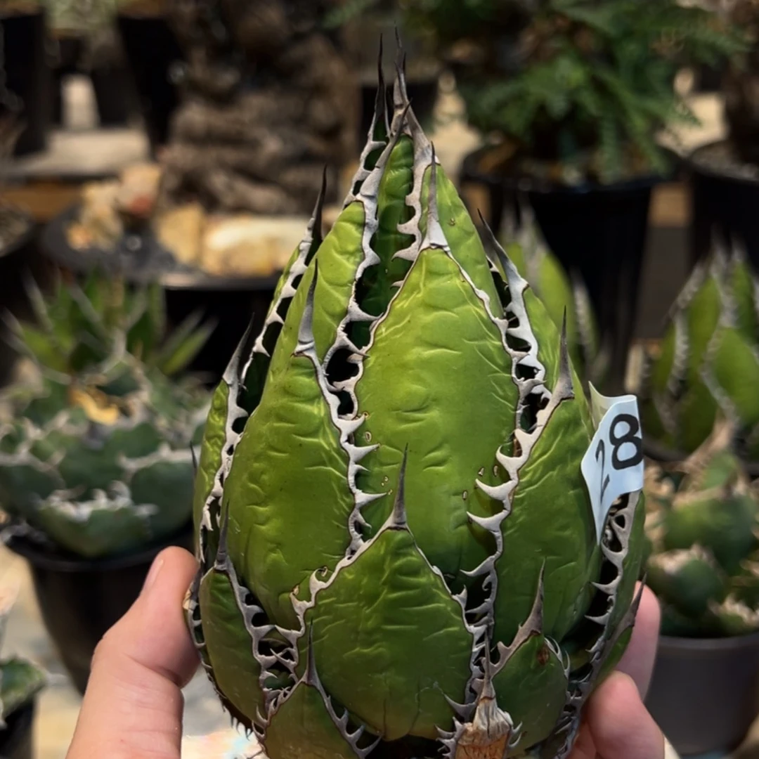 【闪购商品】285号10厘米霍利达龙舌兰植物