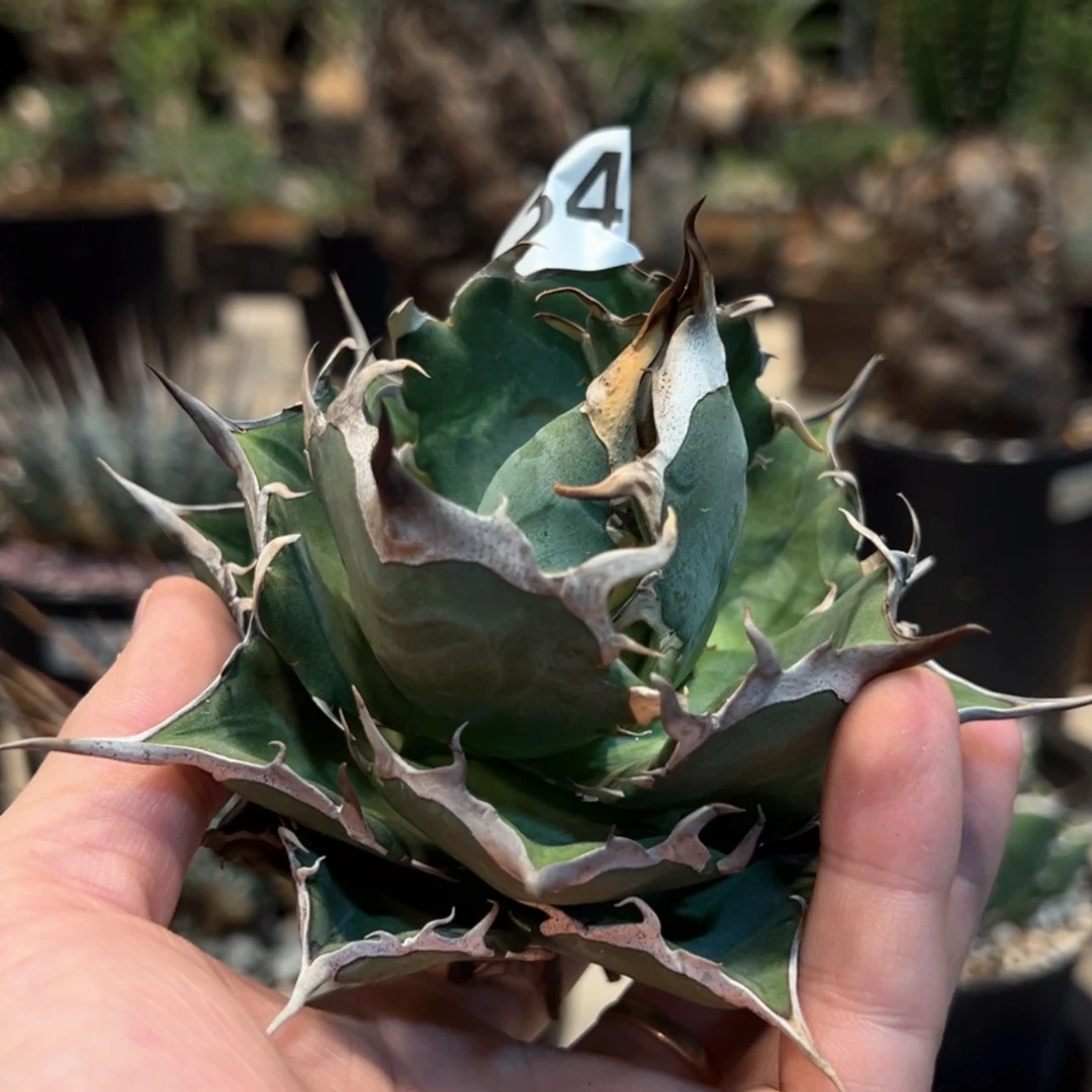 【闪购商品】植***生347黑帝斯龙舌兰植物脱土发货