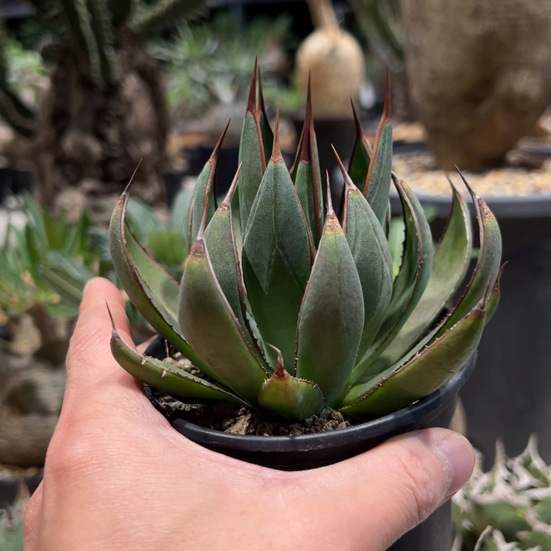 豬**陆654上帝之手龙舌兰植物脱土发货