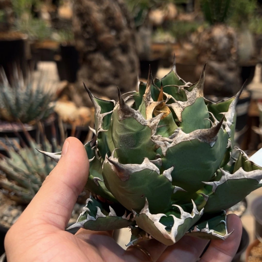【闪购商品】?****?349台输龙舌兰植物脱土发货