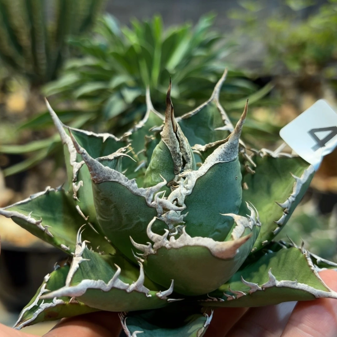 【闪购商品】小**摆419海王龙舌兰植物脱土发货