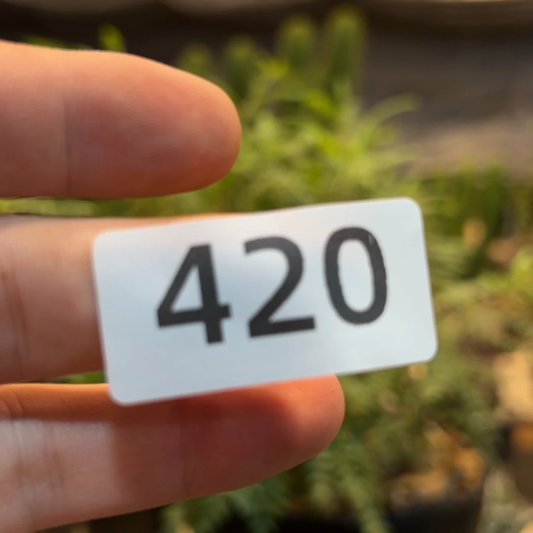 【闪购商品】F**D420金刺习志野