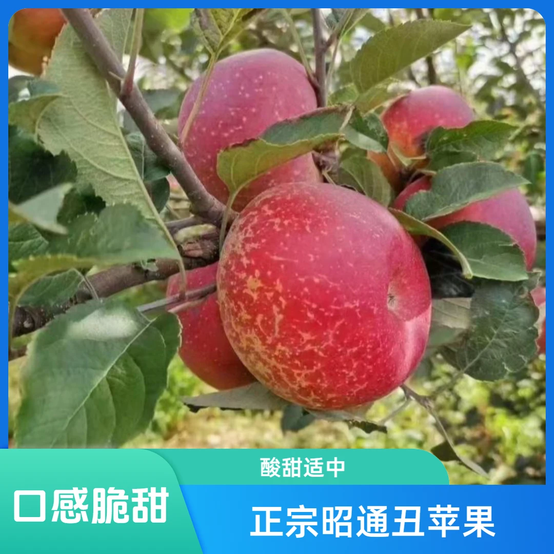 【中果】昭通高原糖心苹果，现场选果。现场称重