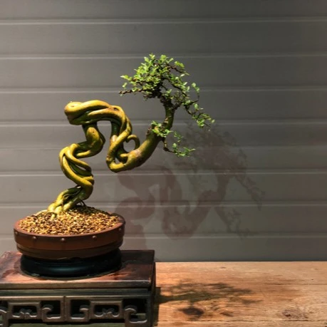 朴树（小叶石朴）叶小而密集，可赏枝爪赏冠幅