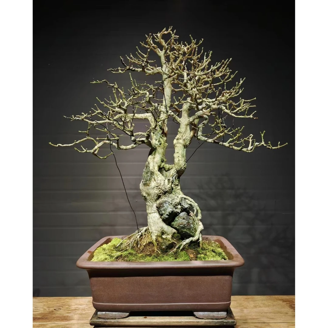 海岛黄杨—— 抱石·大树型      注意；标价非销售价格