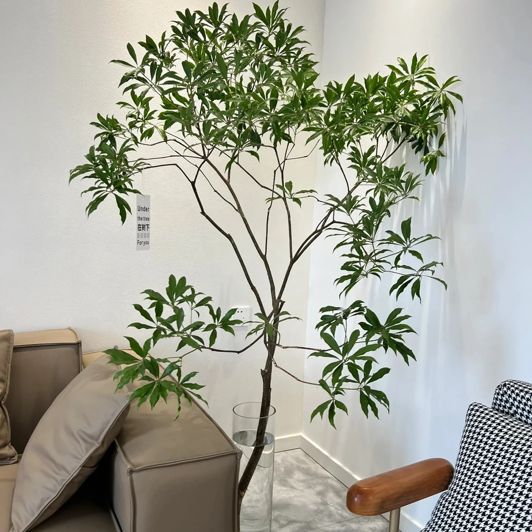 马醉木绿植物水培鲜切吊钟修剪办公室窗台光照厅精致高端养护生长