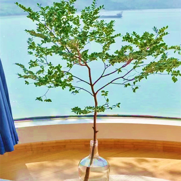 美男树水培绿植物鲜切枝精致光照室内马醉木花卉懒人新手自然养护