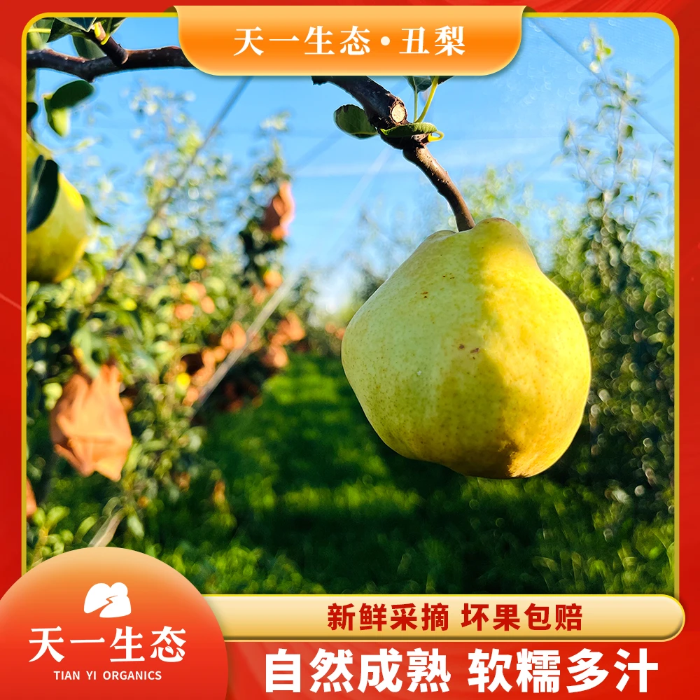 天一生态|丑梨2024年九月当季4斤包装（双十一福利！）