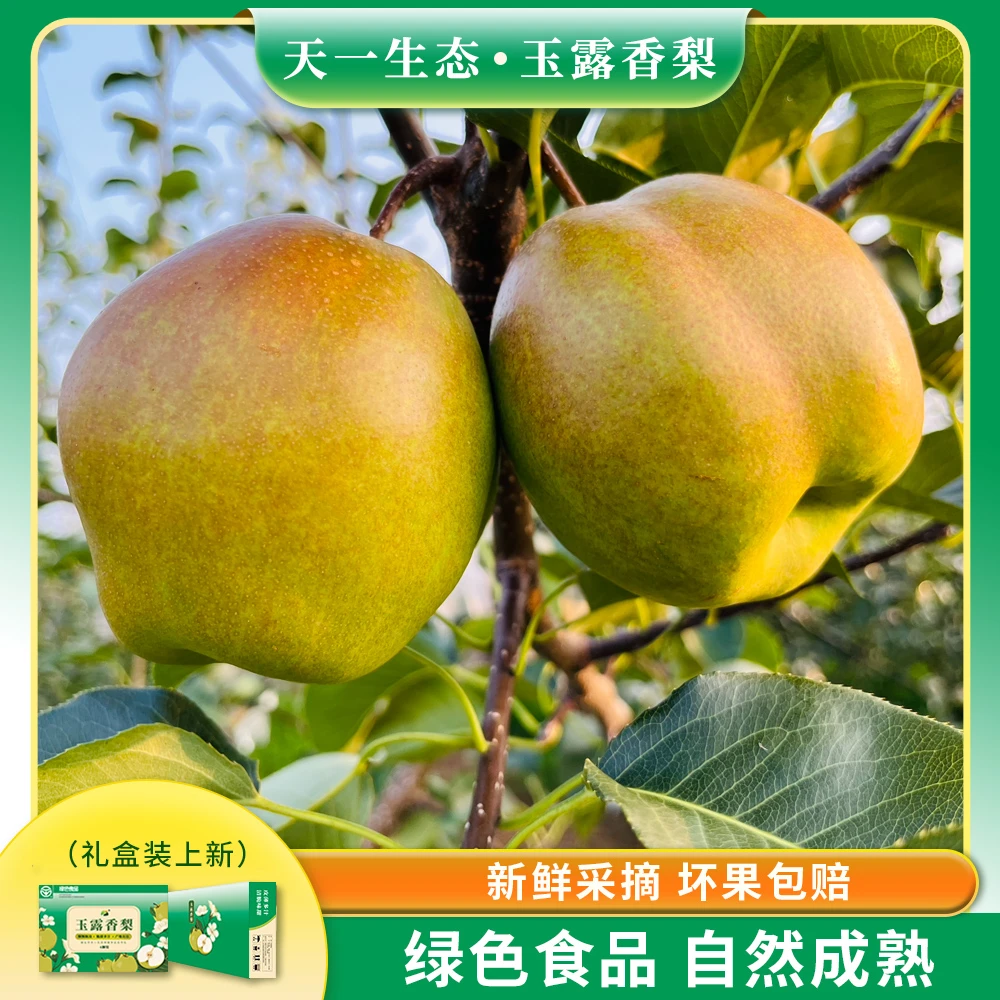 天一生态｜玉露香梨2024年秋日采摘9斤装15颗   （产地直达）