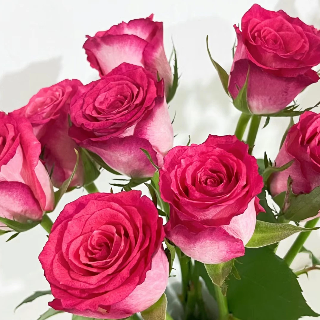 【任意4单包顺丰】尼可利达玫瑰 方德品牌无土栽培