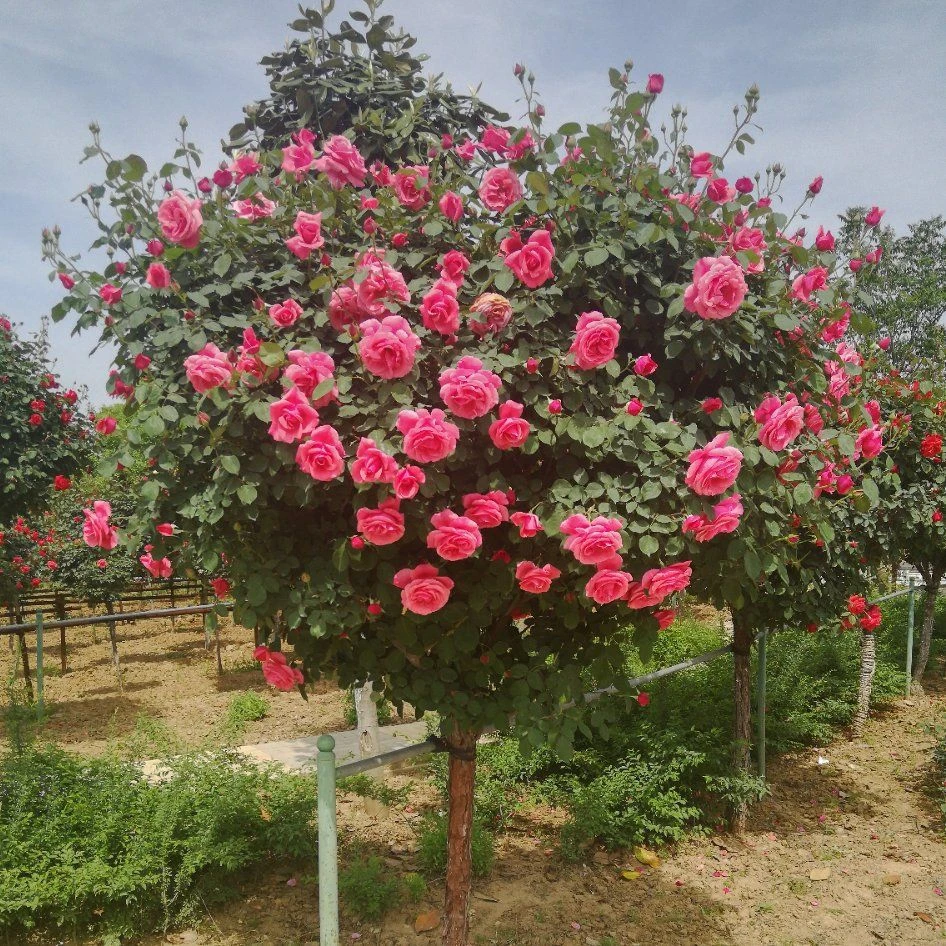 嫁接树桩月季庭院花卉阳台盆栽树状嫁接玫瑰花苗大花浓香四季开花