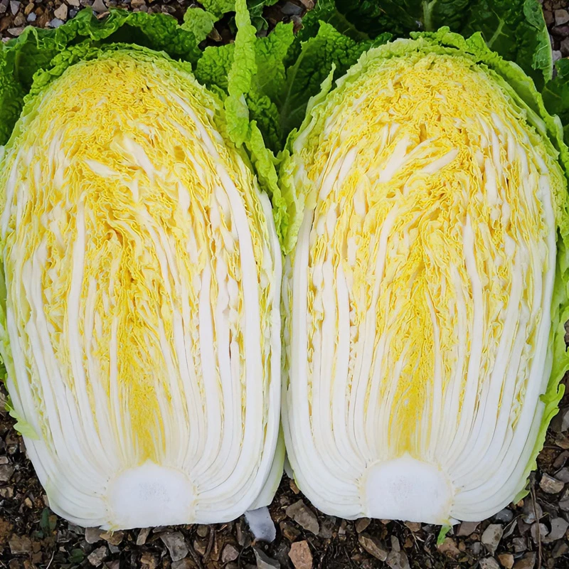秋播冬储山东黄心秋大白菜种子四季白菜种籽耐热耐寒越冬大白菜种