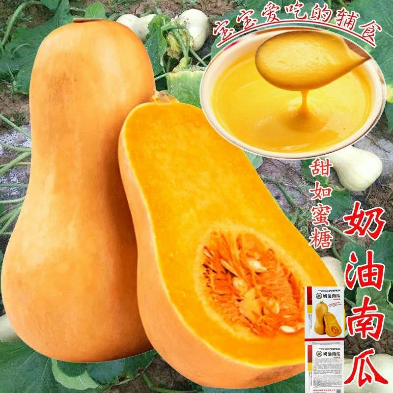 奶油南瓜种籽粉糯阿根廷奶油南瓜南瓜种子四季早熟高产种