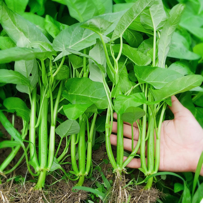 耐热三叉空心菜种子速生通心菜种籽四季阳台小院盆栽蔬菜
