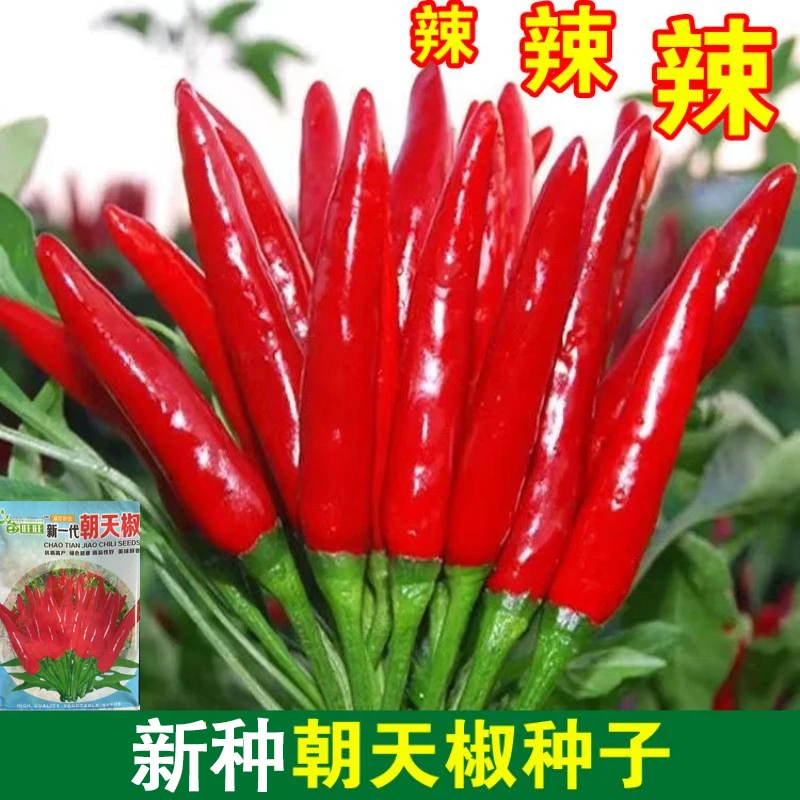 【朝天椒种子】小红辣椒籽小米椒辣椒种子香辣美人椒辣椒种子大全