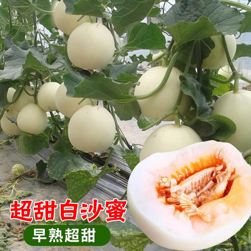 正宗超甜特大白沙蜜甜瓜种子香瓜种子早熟高产四季大果型