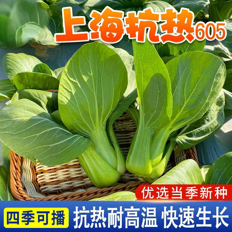 绿娜青梗菜抗热605青菜种子上海青小白菜种籽阳台盆栽