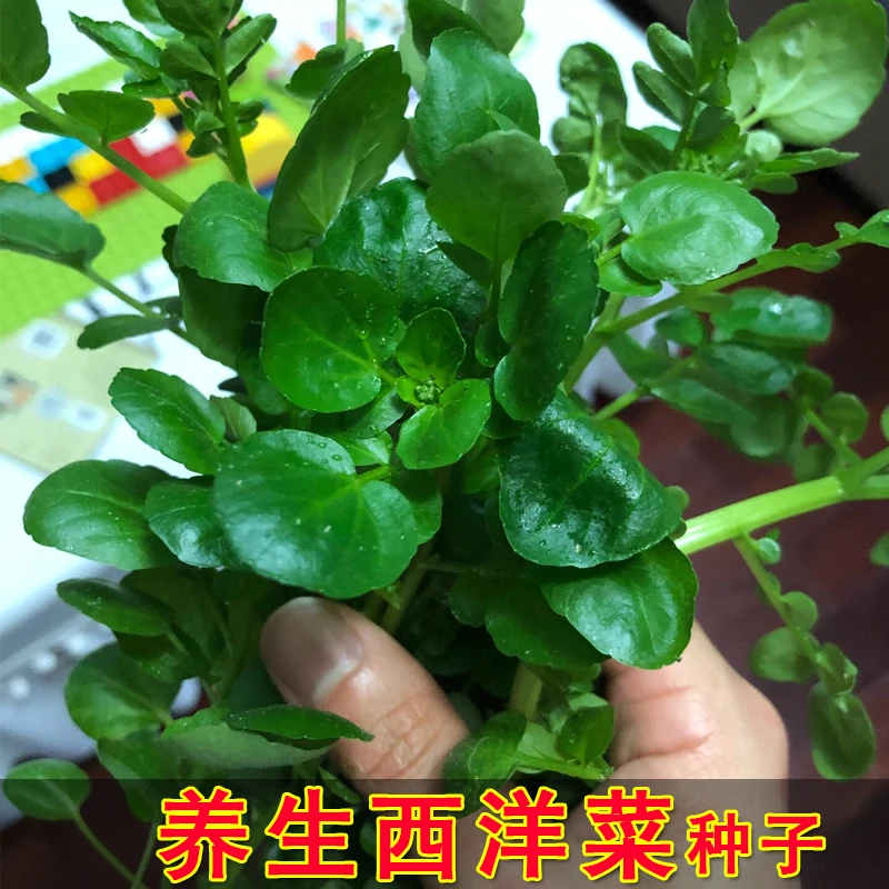 西洋菜种籽豆瓣菜种子四季水培野菜蔬菜种孑水田芥阳台盆栽菜种孑