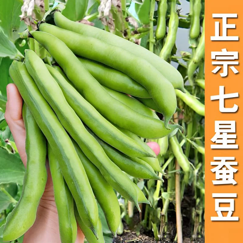 正宗七星蚕豆种子高产大胡豆种子籽春秋冬季早熟耐寒罗汉蔬菜种子