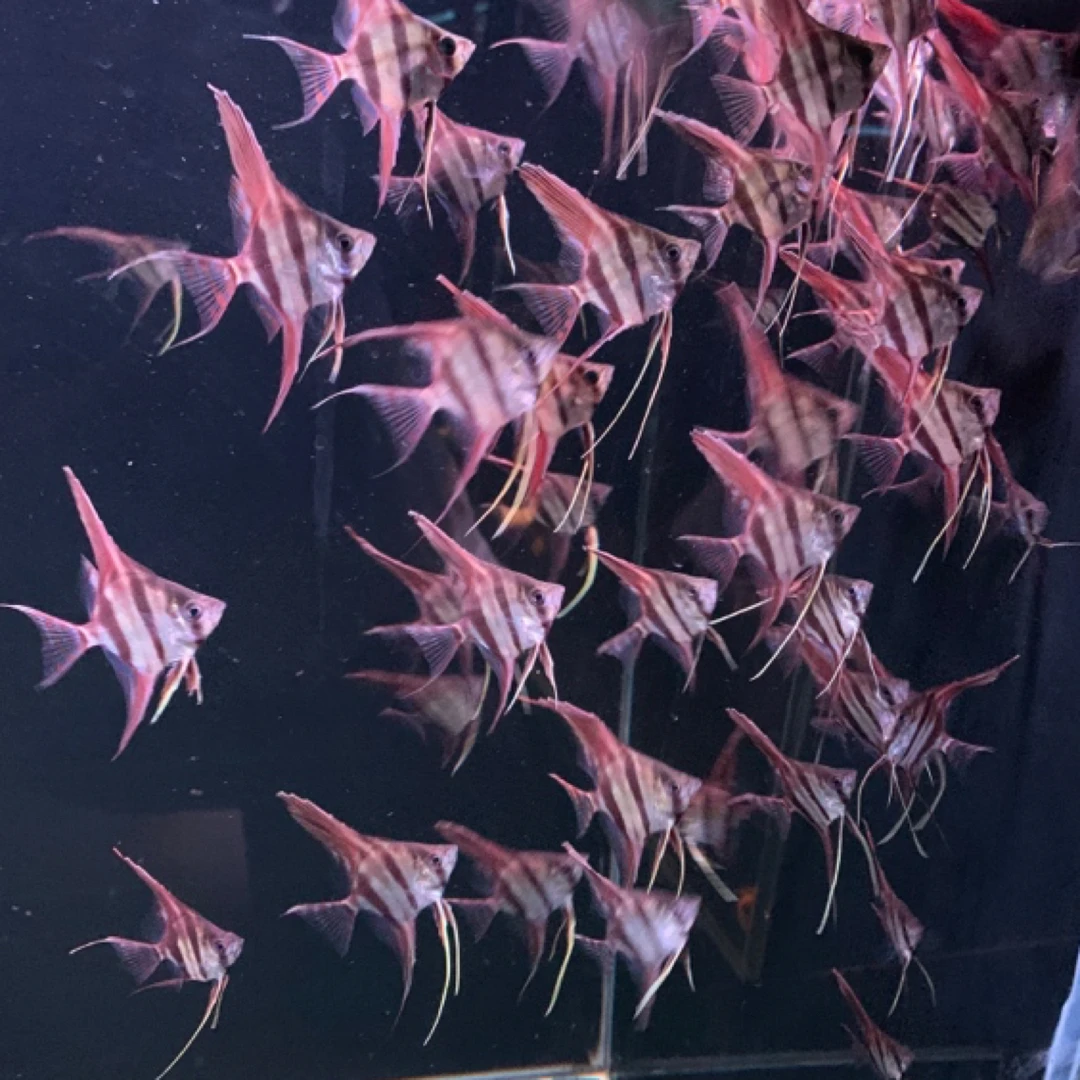 练手阿塔巴布f1.（不包鳍腿栋线.开箱视频包损.拆袋及入缸不保）