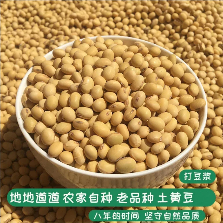 安徽本土黑脐黄豆农家自制农家自种批发打豆浆发豆芽大豆笨炒黄豆
