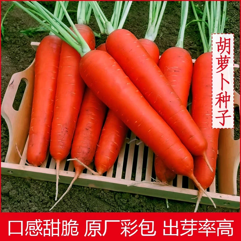 （拍3发4）胡萝卜种籽萝卜种子九寸参四季蔬菜种子耐热耐寒胡萝卜