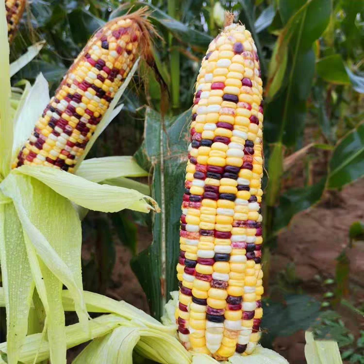 西星五彩鲜糯玉米种子非转基因香糯超甜花彩糯鲜食玉米籽原装正品