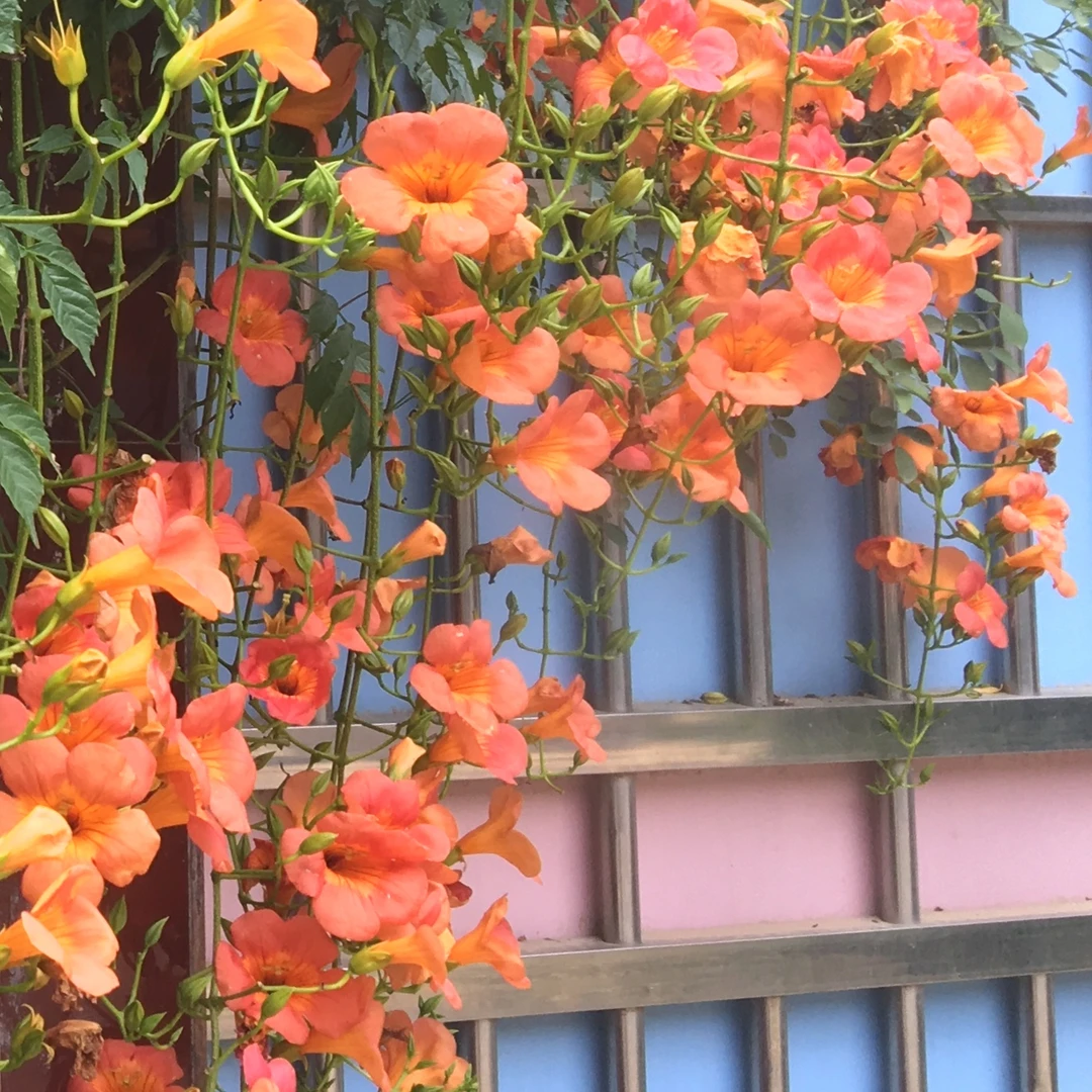 庭院围墙凌霄花树攀岩植物