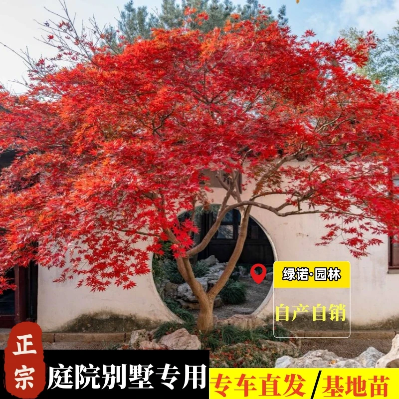 红枫四季红舞姬中国红别墅庭院花园小叶枫树庭院景观绿植耐寒耐暑