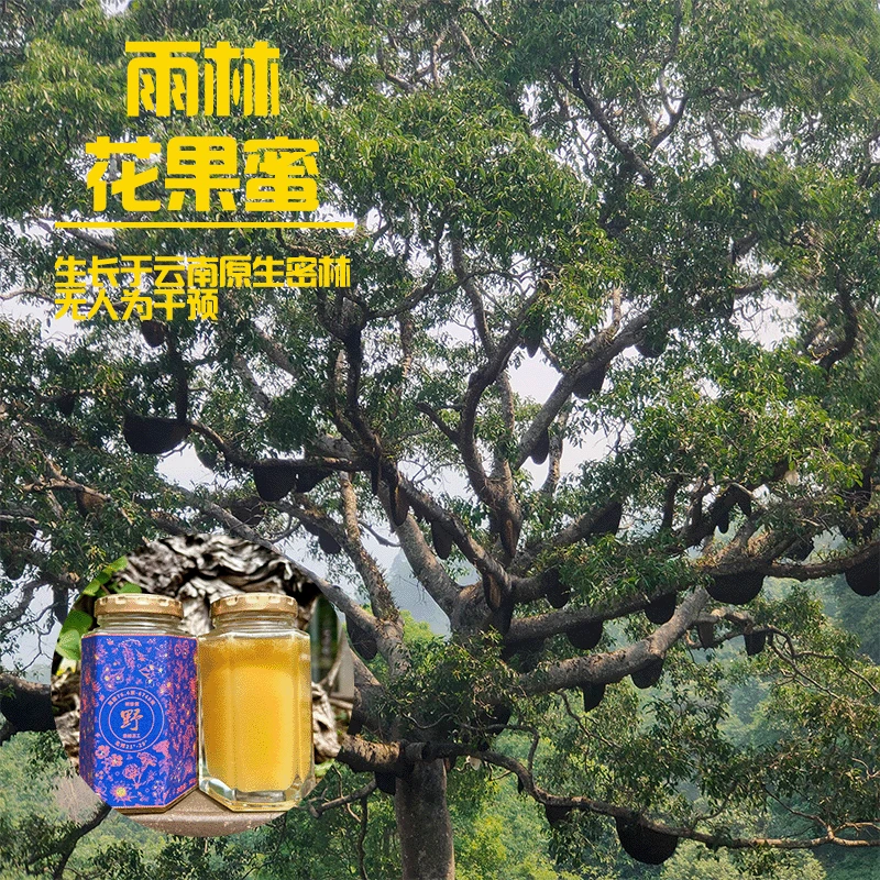 热带马长蜂蜜365g 年割春蜜 花香果香香浓 古法过滤 原生干净