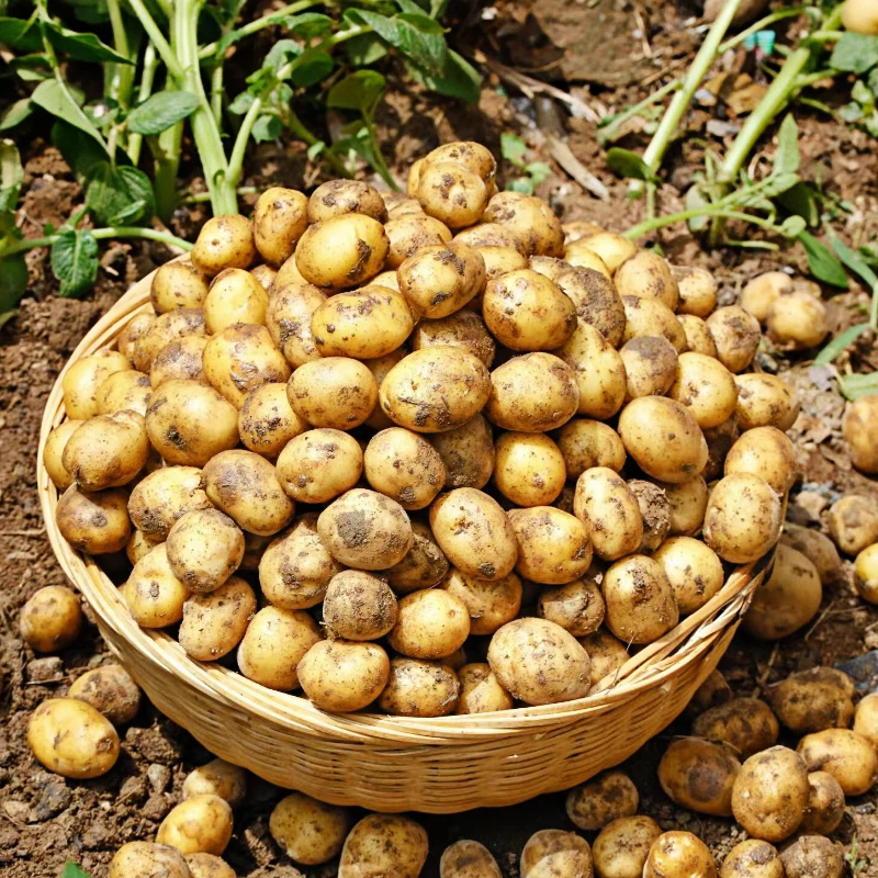 湖北恩施小土豆新鲜农家高山种植黄皮黄心土豆迷你小洋芋当季蔬菜