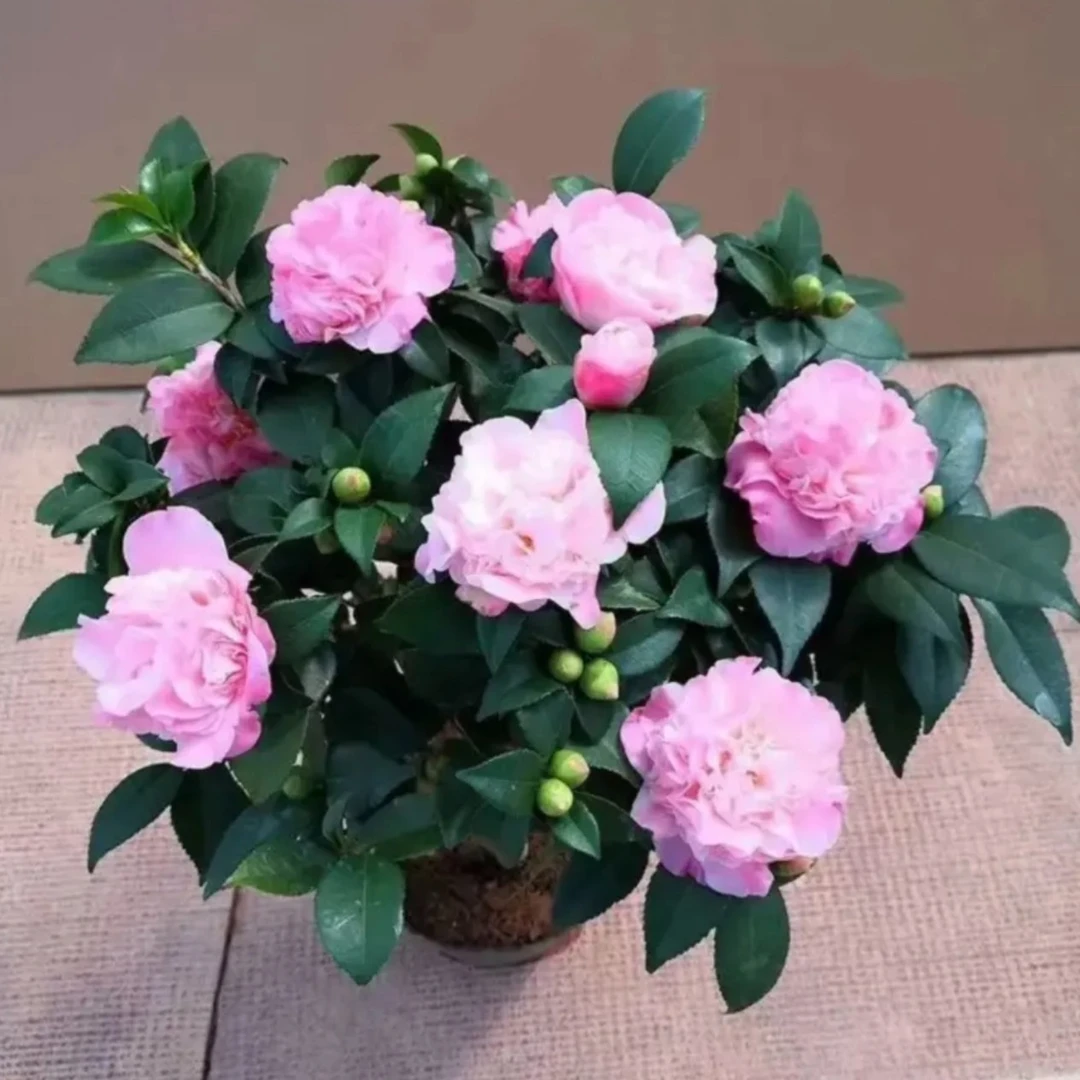 香妃茶花 开花香满园
