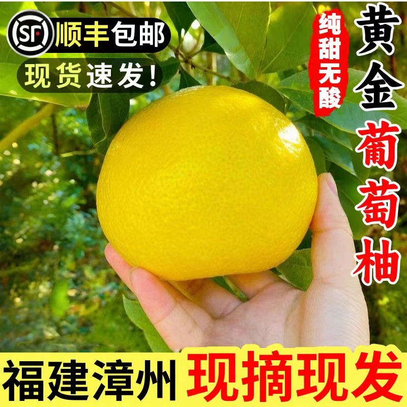 正宗福建漳州平和新鲜采摘爆汁黄金葡萄柚酸甜多汁清甜浓郁大果