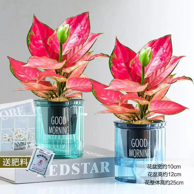 吉利红如意皇后室内盆栽水培土培植物一年四季好养活办公室摆放美