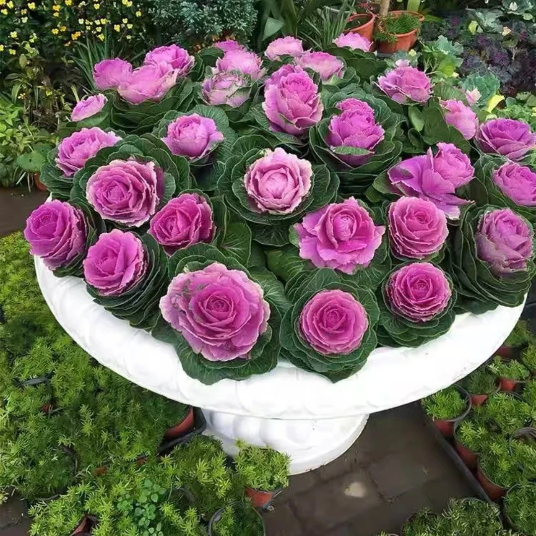 鲁西露多头羽衣甘蓝耐寒盆栽苗庭院可食用观赏冬日玫瑰多年生花卉