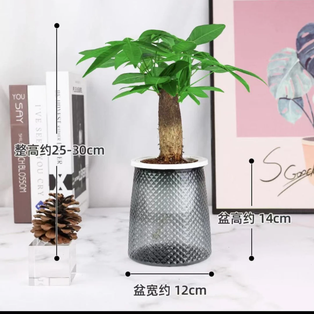 单颗发财树盆栽植物室内办公室好养绿植水培小盆栽客厅阳台好养