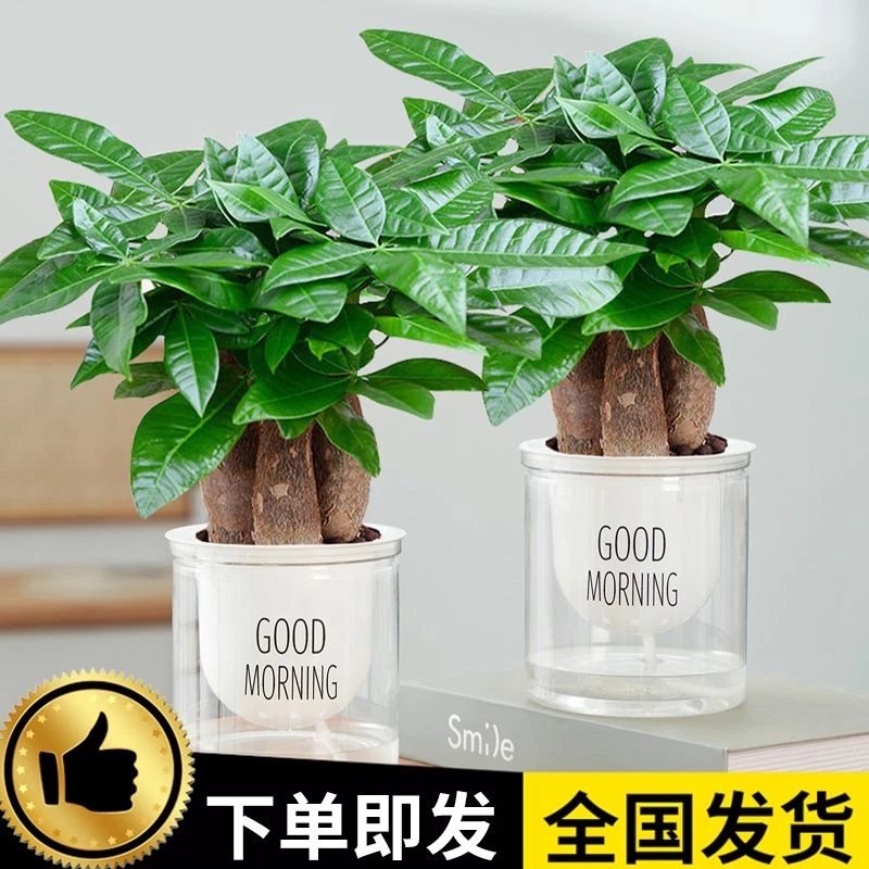 发财树盆栽室内办公室好养桌面绿植水培小盆栽客厅绿植 发财树盆
