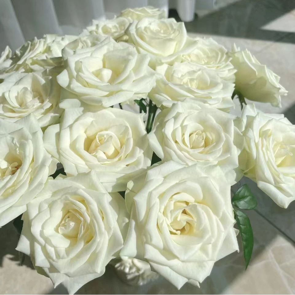 白雪山玫瑰【收到花一定要醒花,不会的请联系客服】