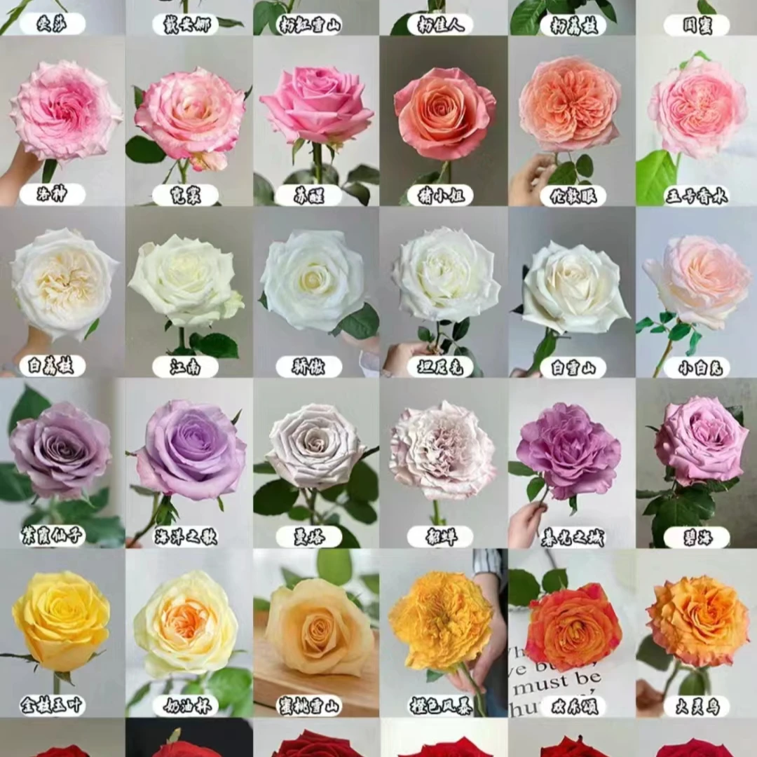 【粉丝福利】任意色玫瑰30枝【3-4色】【中通冷链发货，不参与凑单】