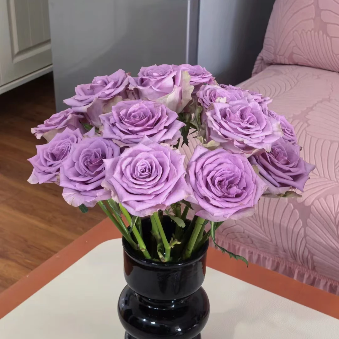 紫霞仙子玫瑰【收到花一定要醒花，不会的请联系客服】