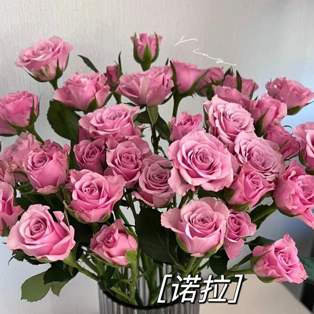 诺拉玫瑰【收到花一定要醒花，不会的请联系客服】