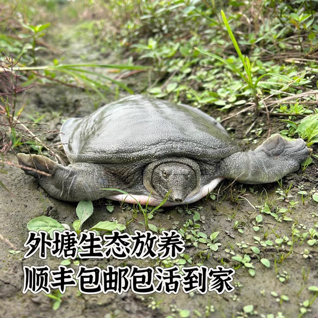 老甲鱼拍1发3只外塘散养甲鱼顺丰包邮包活到家